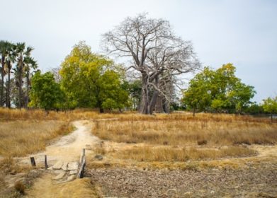 Cuanto cuesta desbrozar un terreno